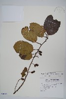 硬齒獼猴桃藏品圖，第1張