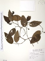 風藤藏品圖，第1張