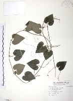 風藤藏品圖，第1張