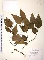 風藤藏品圖，第1張