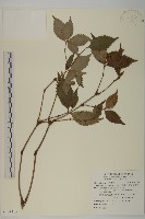 草珊瑚、紅果金粟蘭藏品圖，第1張