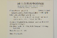 草珊瑚、紅果金粟蘭藏品圖，第2張