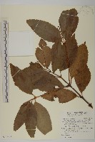 草珊瑚、紅果金粟蘭藏品圖，第1張