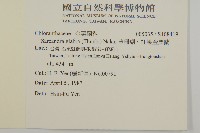 草珊瑚、紅果金粟蘭藏品圖，第2張