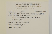 草珊瑚、紅果金粟蘭藏品圖，第2張