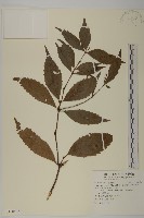 草珊瑚、紅果金粟蘭藏品圖，第1張