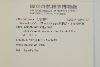 草珊瑚、紅果金粟蘭藏品圖，第2張