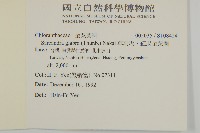 草珊瑚、紅果金粟蘭藏品圖，第2張