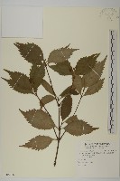 草珊瑚、紅果金粟蘭藏品圖，第1張