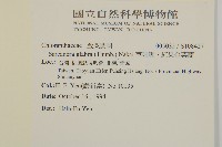 草珊瑚、紅果金粟蘭藏品圖，第2張