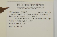 草珊瑚、紅果金粟蘭藏品圖，第2張