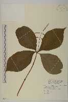 臺灣及己藏品圖，第1張