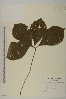 臺灣及己藏品圖，第1張