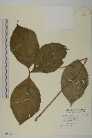 臺灣及己藏品圖，第1張