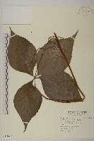 臺灣及己藏品圖，第1張