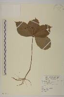 臺灣及己藏品圖，第1張