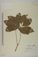 臺灣及己藏品圖，第1張