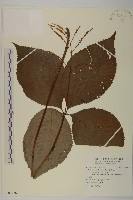 臺灣及己藏品圖，第1張