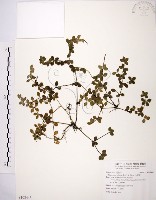 小椒草藏品圖，第1張