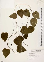 千金藤、金線吊烏龜藏品圖，第1張