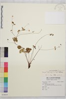 傅氏唐松草藏品圖，第1張