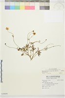 蓬萊毛茛藏品圖，第1張