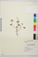 鹿場毛茛藏品圖，第1張