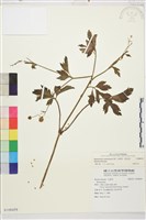 水辣菜、禺毛茛藏品圖，第1張