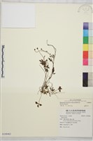 鹿場毛茛藏品圖，第1張