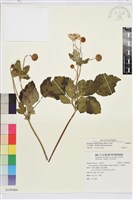 小白頭翁、野棉花藏品圖，第1張