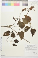 田代氏鐵線蓮藏品圖，第1張