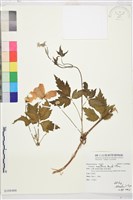 繡球藤藏品圖，第1張