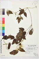 銹毛鐵線蓮藏品圖，第1張