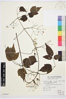 串鼻龍藏品圖，第1張