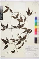 彭氏鐵線蓮藏品圖，第2張
