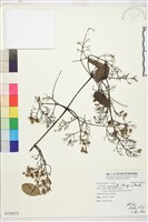 柱果鐵線蓮藏品圖，第1張