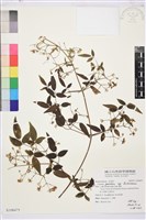 梨山小蓑衣藤藏品圖，第1張