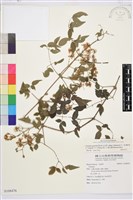 梨山小蓑衣藤藏品圖，第1張