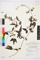 梨山小蓑衣藤藏品圖，第1張