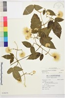 銹毛鐵線蓮藏品圖，第1張