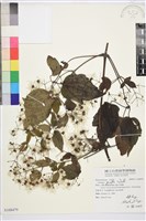 串鼻龍藏品圖，第1張