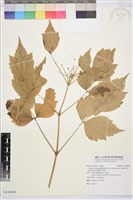 臺灣牡丹藤藏品圖，第1張