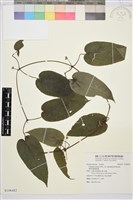 薄單葉鐵線蓮藏品圖，第1張