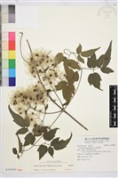 串鼻龍藏品圖，第1張