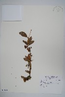 臺灣小蘗藏品圖，第1張