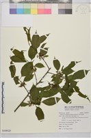 中原氏鼠李藏品圖，第1張