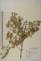 走馬胎藏品圖，第3張