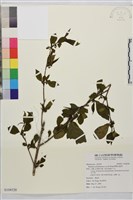 畢祿山鼠李藏品圖，第1張