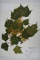 臺灣紅榨槭藏品圖，第1張