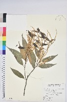 長尾栲、長尾柯、長尾尖葉櫧藏品圖，第1張